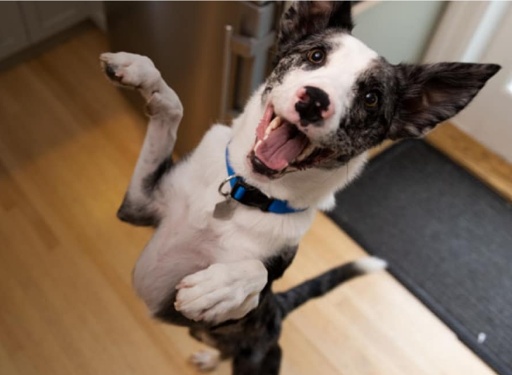 과체중이 중요한 이유